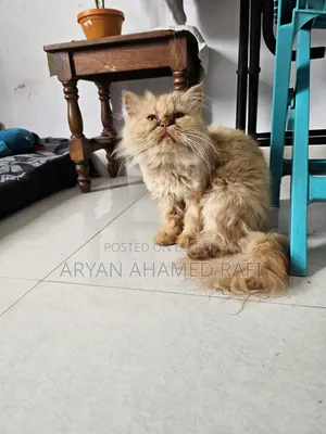 1-3 Months Female Purebred Persian