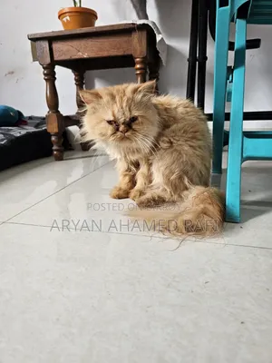 1-3 Months Female Purebred Persian