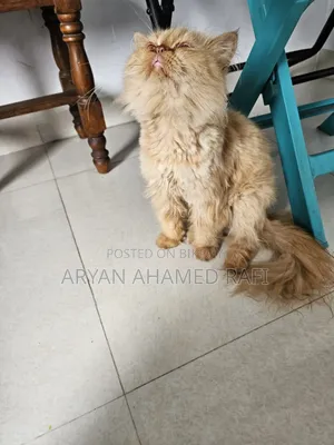 1-3 Months Female Purebred Persian