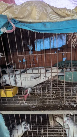 5 Pairs of Pigeons with Eggs and 9 Single Pieces