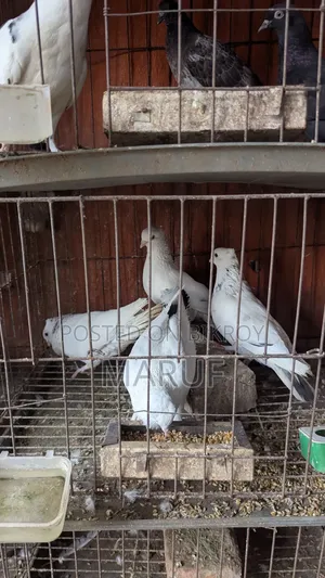 5 Pairs of Pigeons with Eggs and 9 Single Pieces