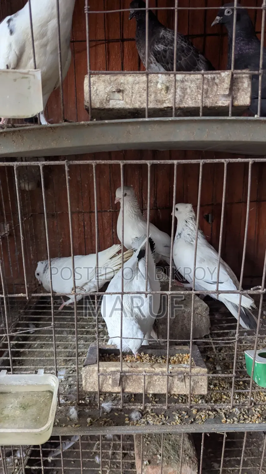 5 Pairs of Pigeons with Eggs and 9 Single Pieces