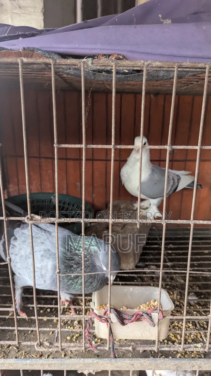 5 Pairs of Pigeons with Eggs and 9 Single Pieces