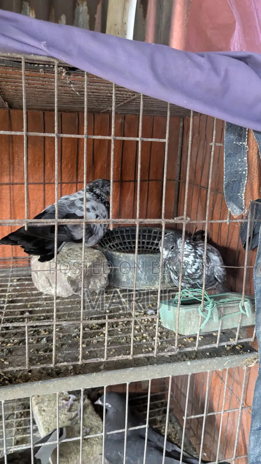 5 Pairs of Pigeons with Eggs and 9 Single Pieces