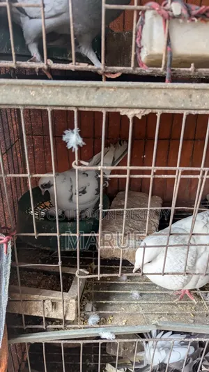5 Pairs of Pigeons with Eggs and 9 Single Pieces