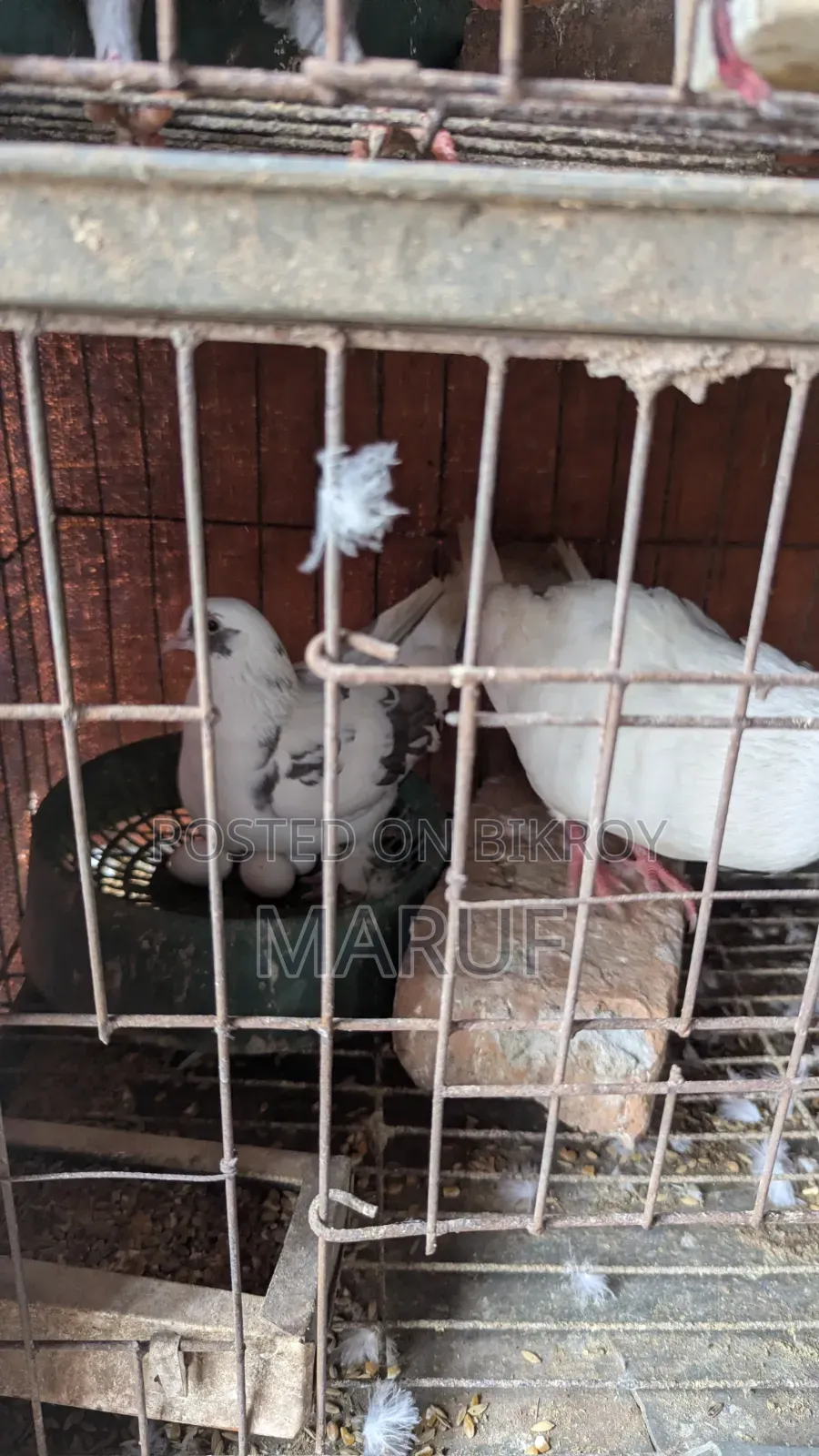 5 Pairs of Pigeons with Eggs and 9 Single Pieces