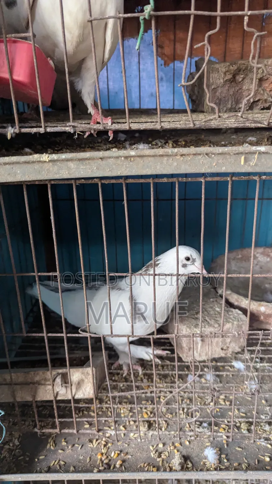 5 Pairs of Pigeons with Eggs and 9 Single Pieces