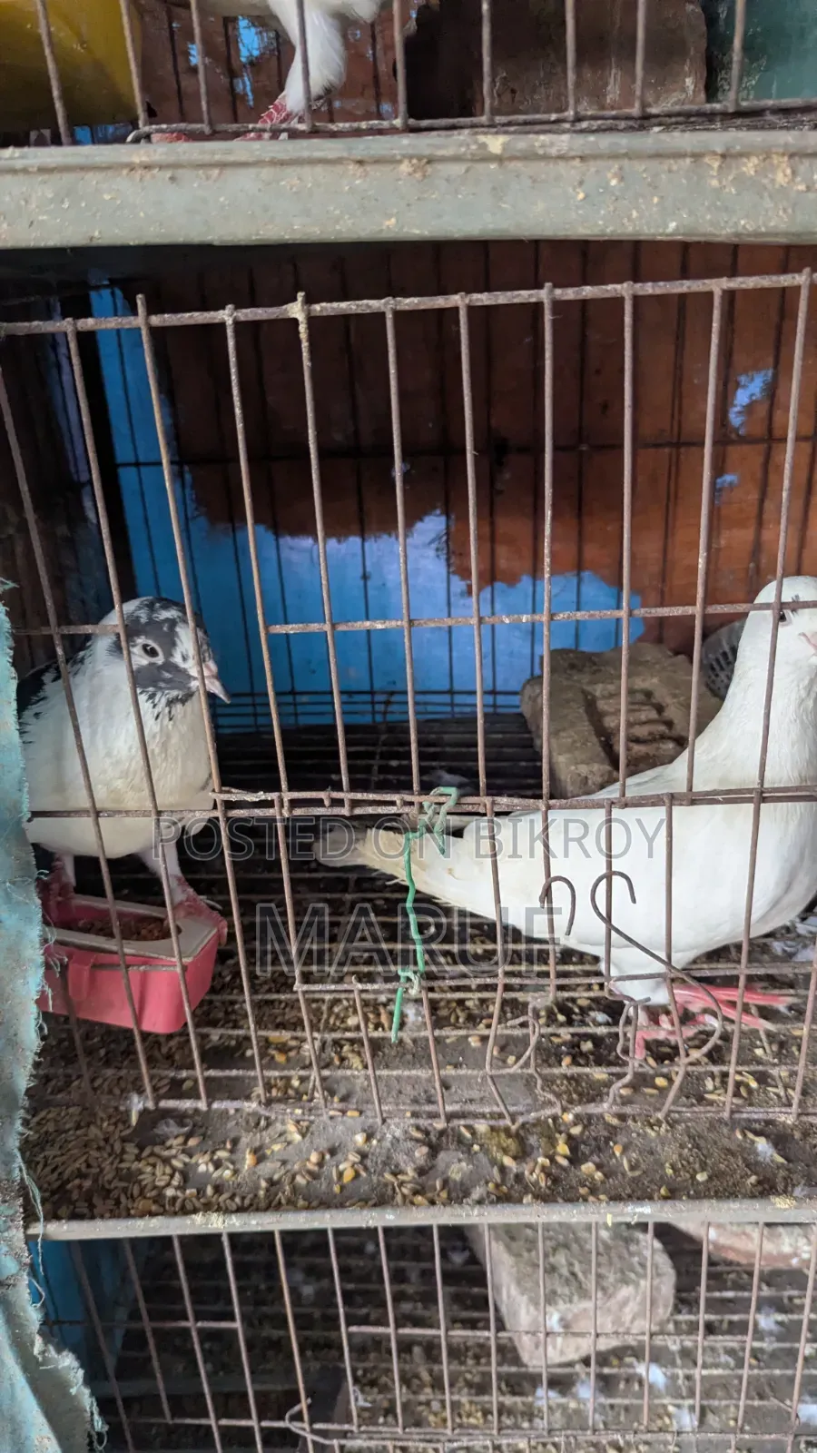 5 Pairs of Pigeons with Eggs and 9 Single Pieces