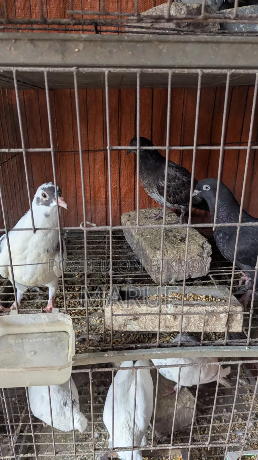 5 Pairs of Pigeons with Eggs and 9 Single Pieces