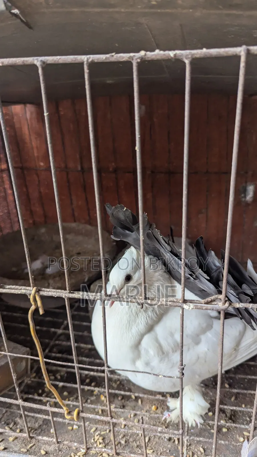 5 Pairs of Pigeons with Eggs and 9 Single Pieces