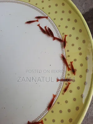 Fire Red Shrimp