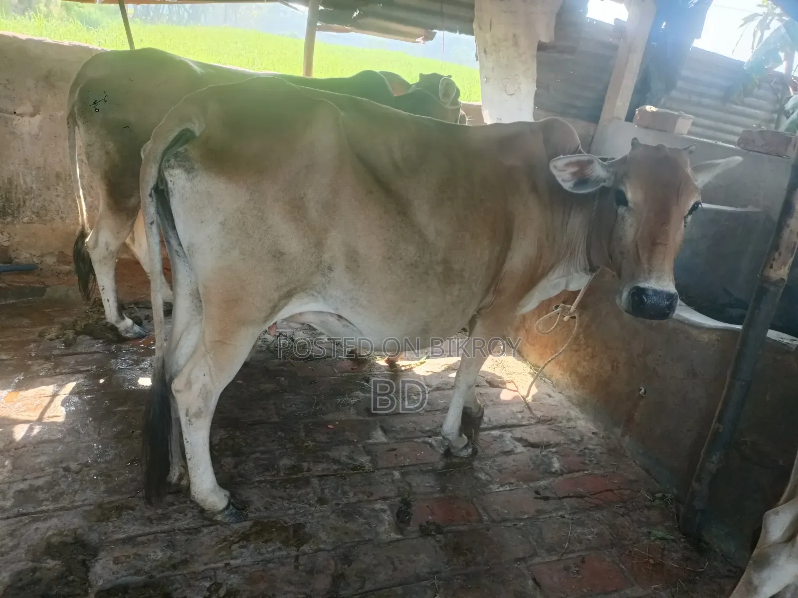 Local Cow