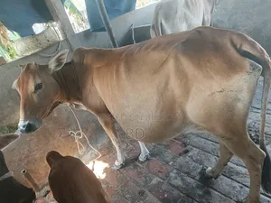 Local Cow