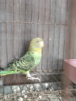 রানিং বাজিগার পাখি।
