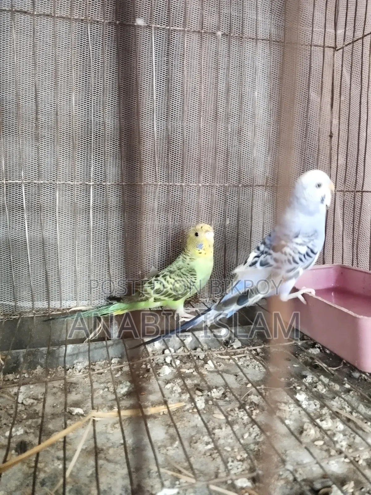 Running Budgie Birds.
