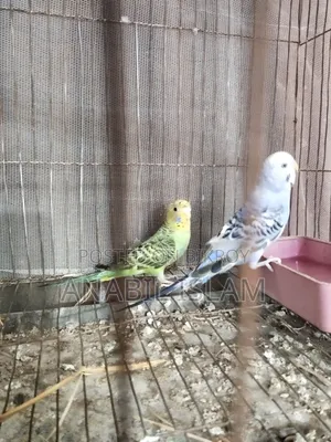 Running Budgie Birds.