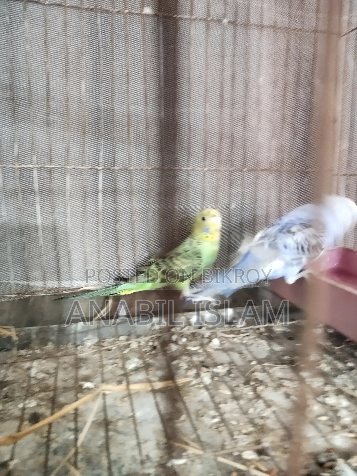 Running Budgie Birds.