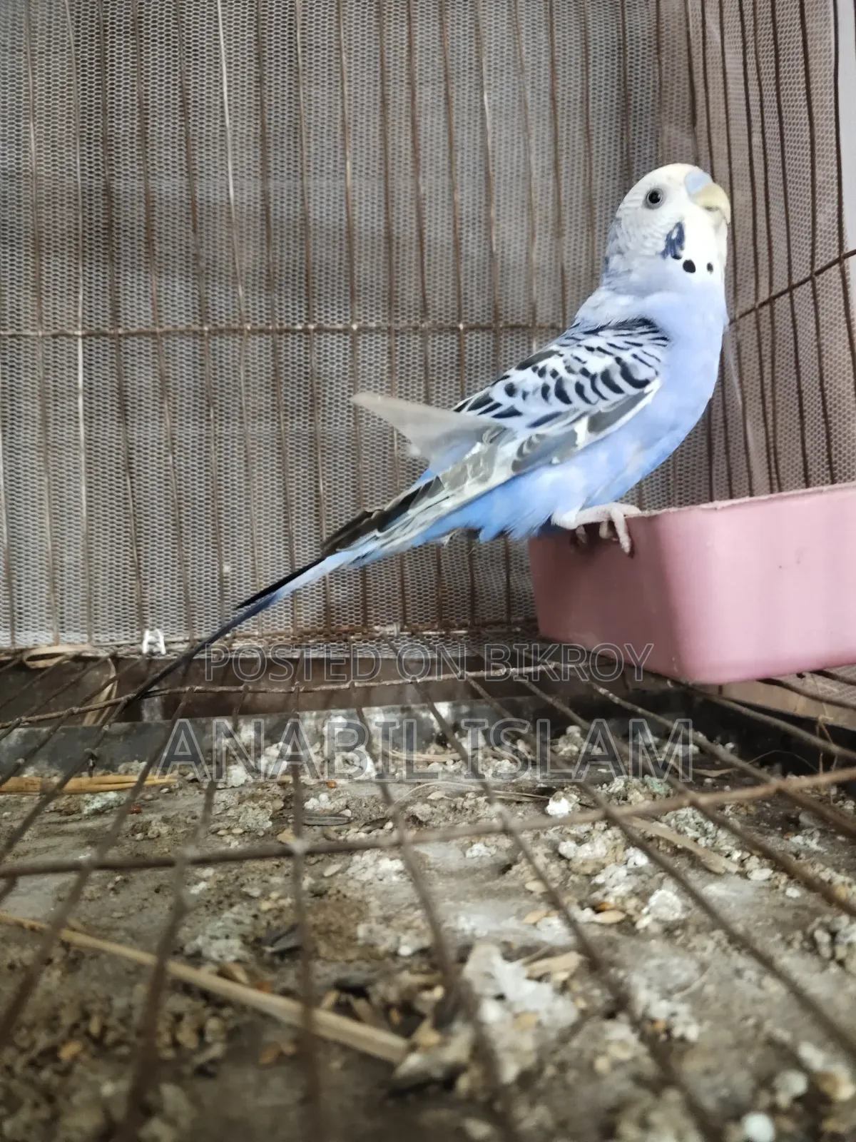 Running Budgie Birds.