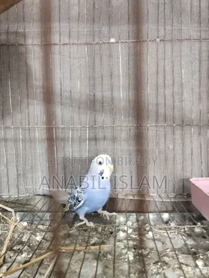 Running Budgie Birds.