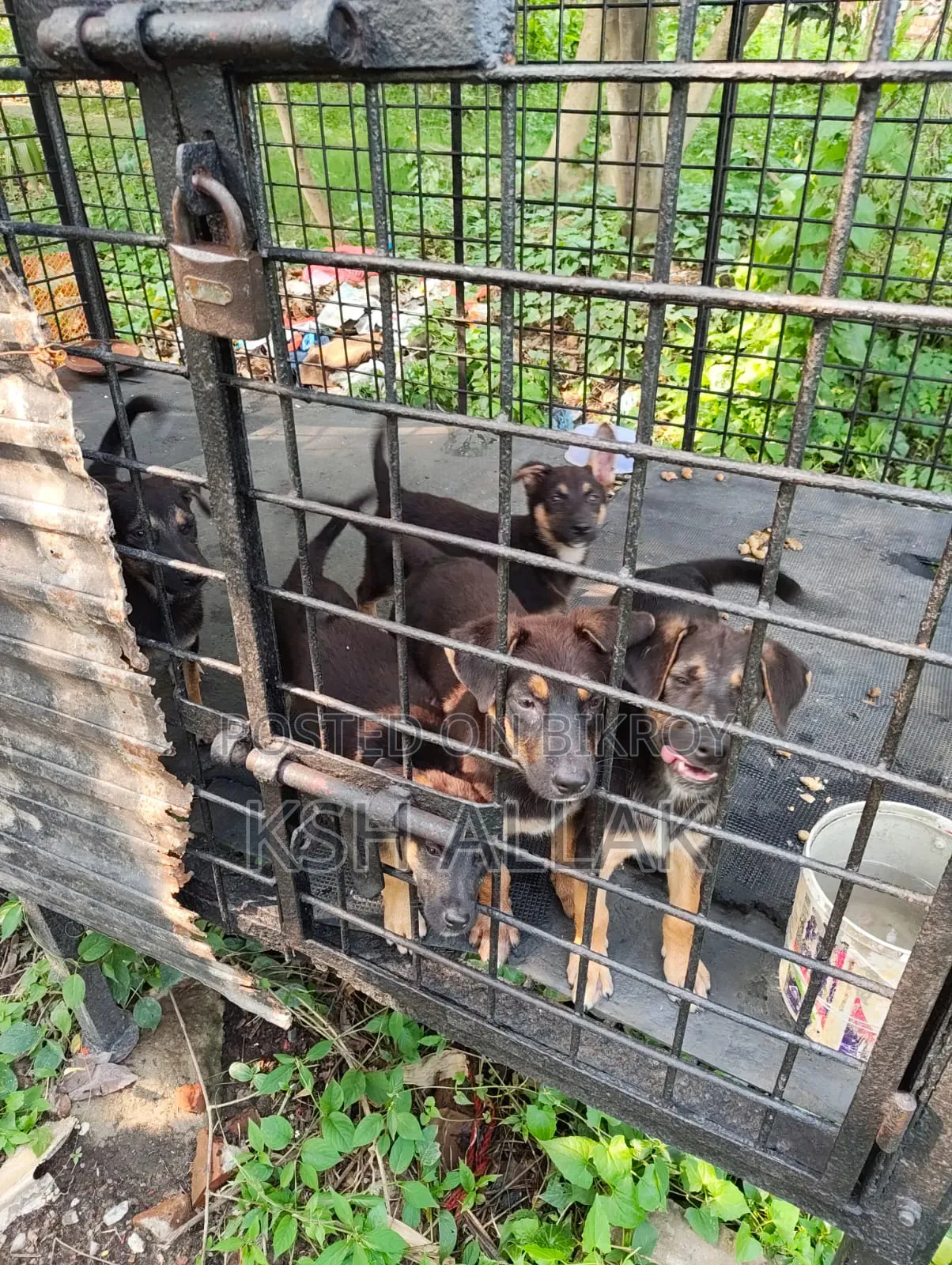 1-3 Months Male Purebred German Shepherd
