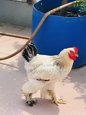 অরিজিনাল ব্রাহামা মোরগ