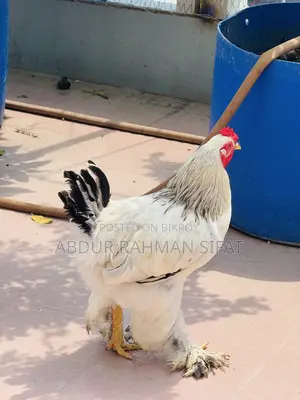 অরিজিনাল ব্রাহামা মোরগ