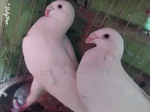 One pair of German Beauty Homer pigeons for sale