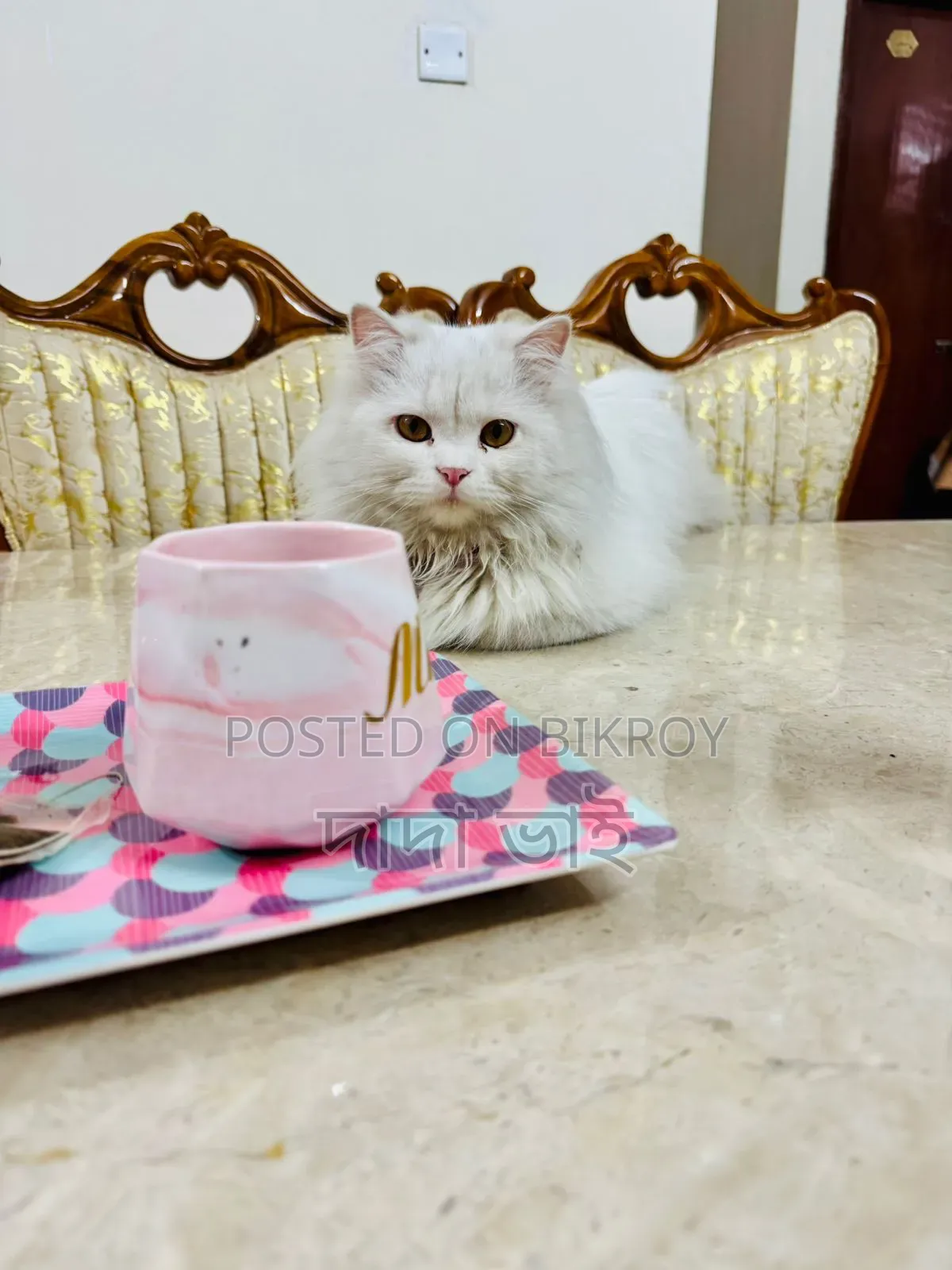 6-12 Months Male Purebred Persian