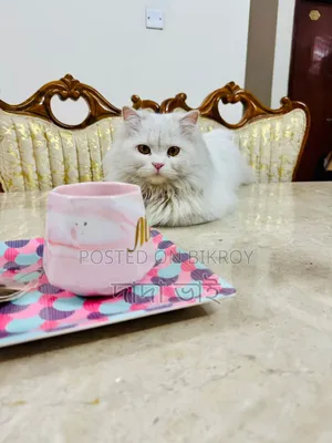 6-12 Months Male Purebred Persian
