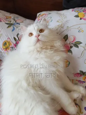 6-12 Months Male Purebred Persian