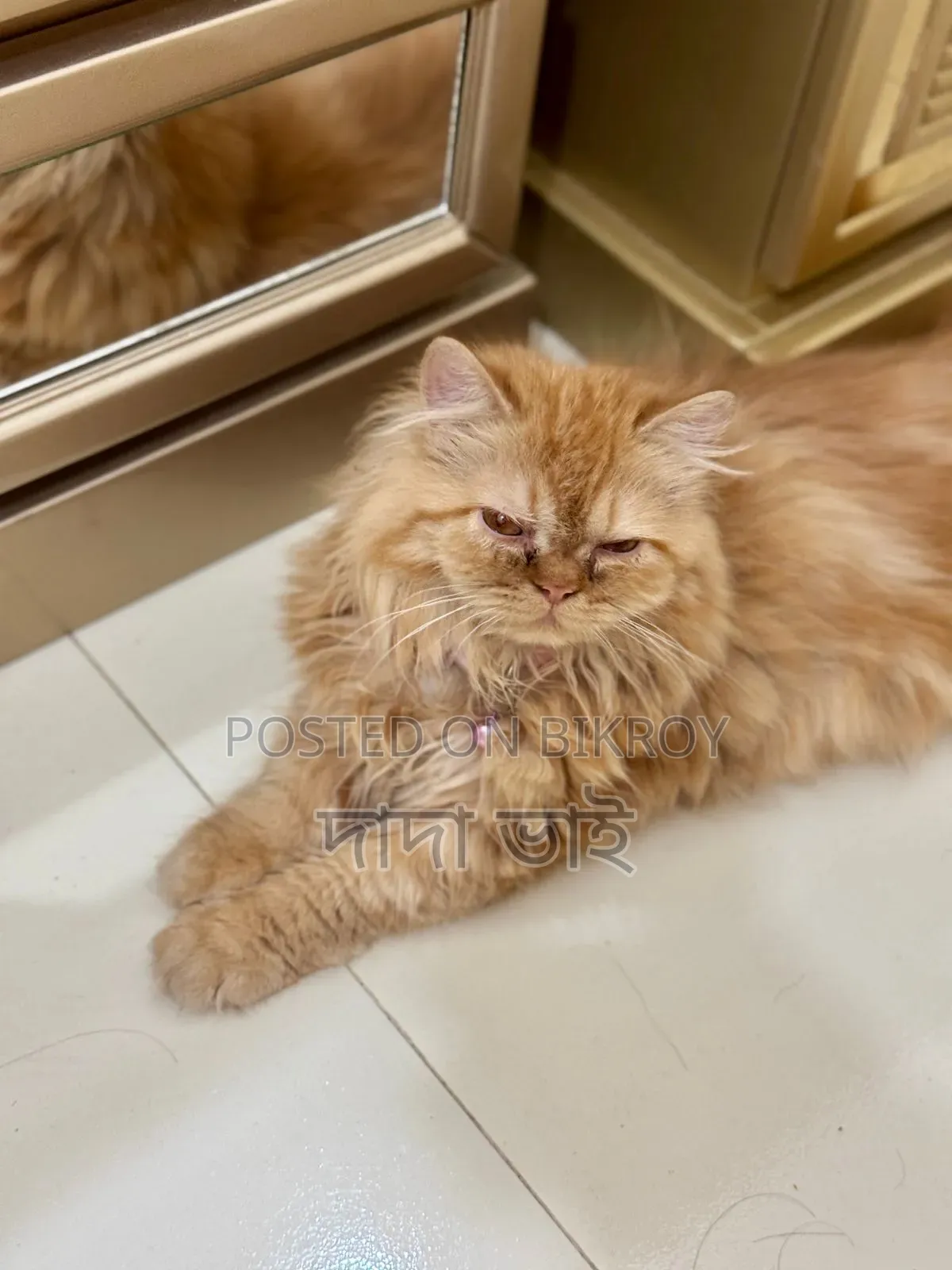 6-12 Months Male Purebred Persian