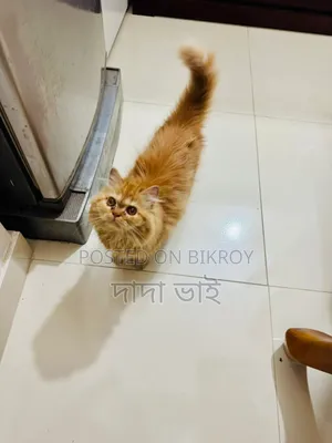 6-12 Months Male Purebred Persian