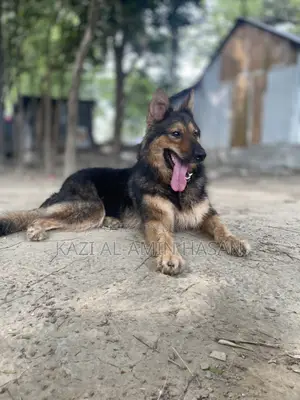 1+ Year Female Purebred German Shepherd