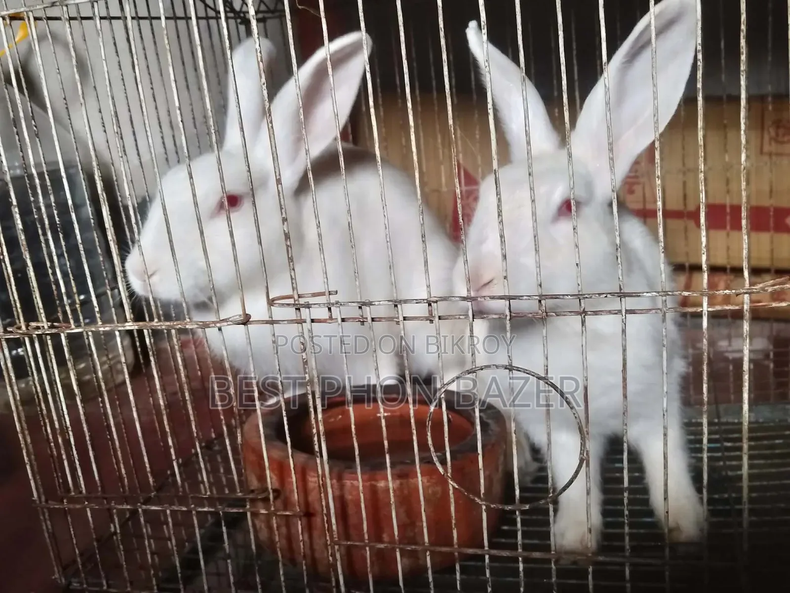 Pregnant Rabbit