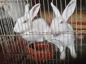 Pregnant Rabbit