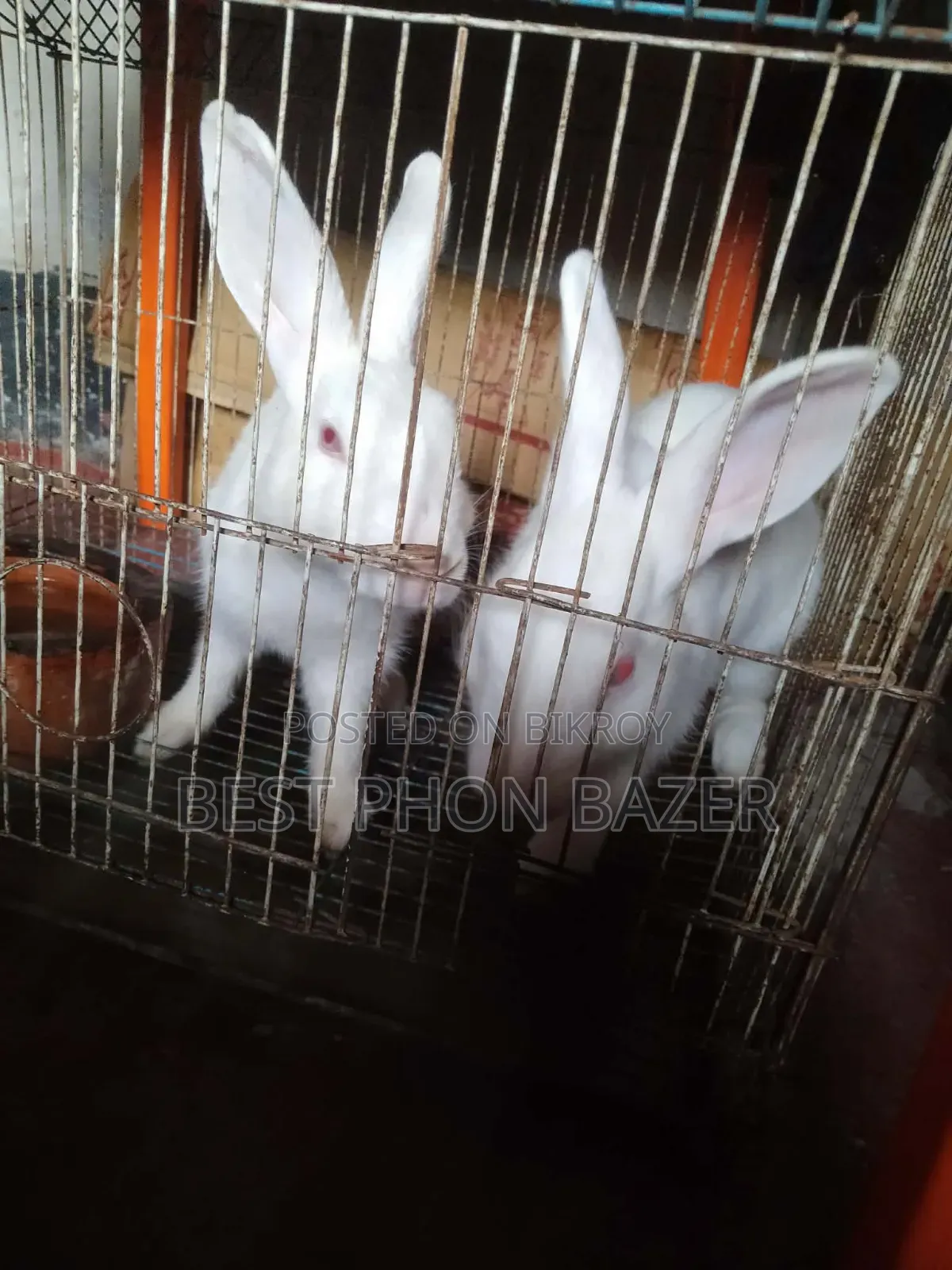 Pregnant Rabbit