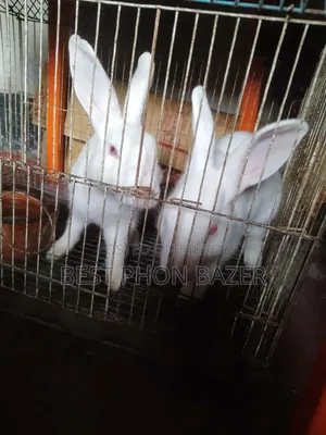 Pregnant Rabbit