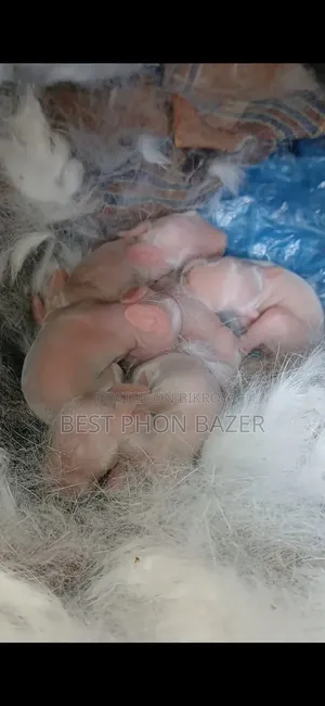 Pregnant Rabbit