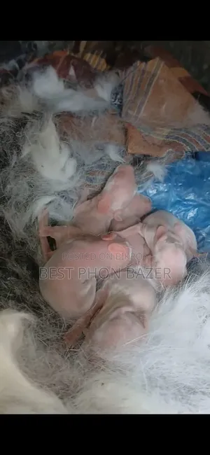 Pregnant Rabbit