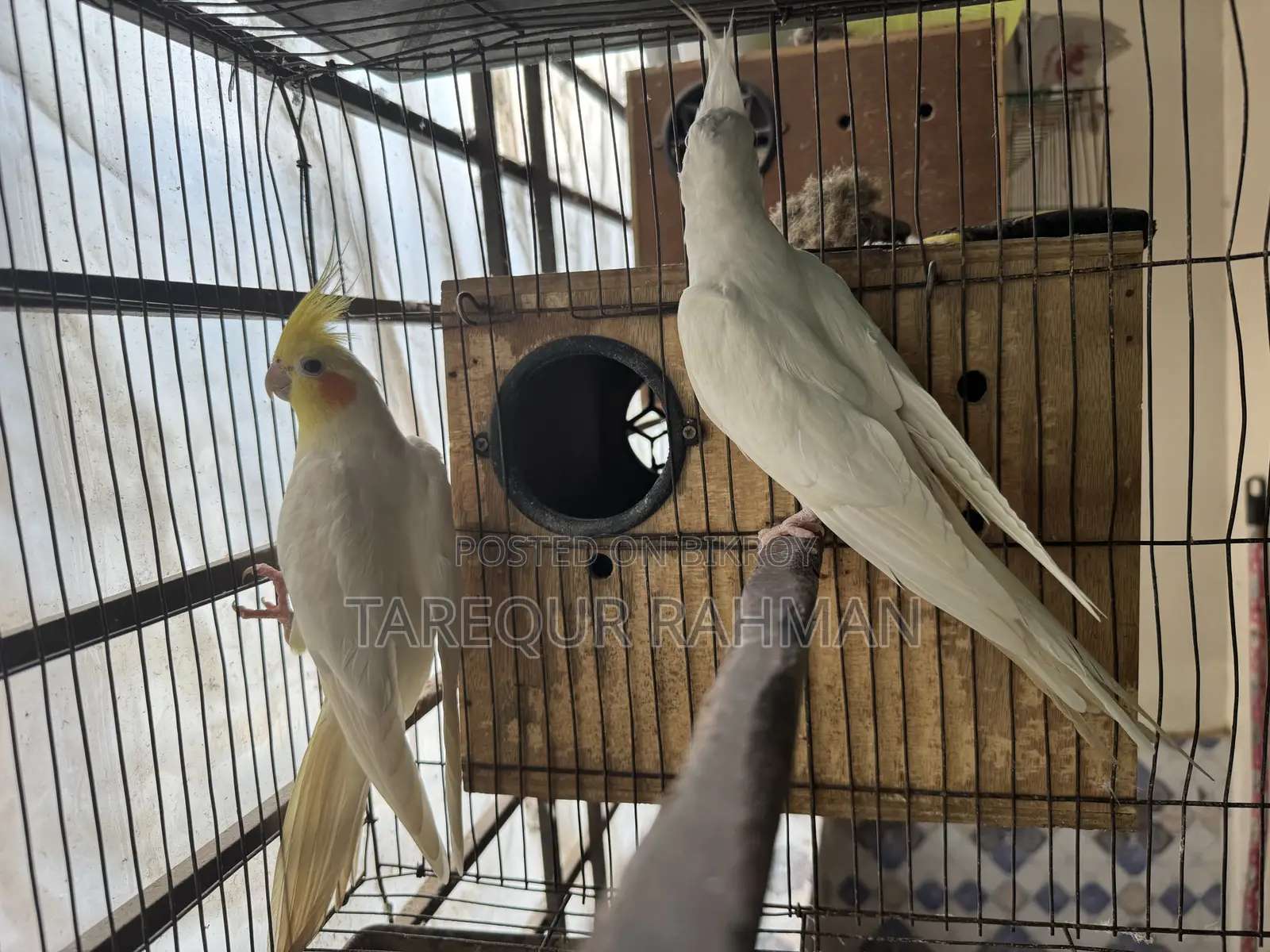 কোকাটেল মাস্টার পেয়ার পাখি