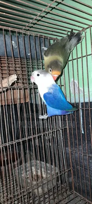 Birds for Sale