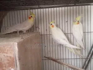 Adult Lutino Cockatiel birds for sale