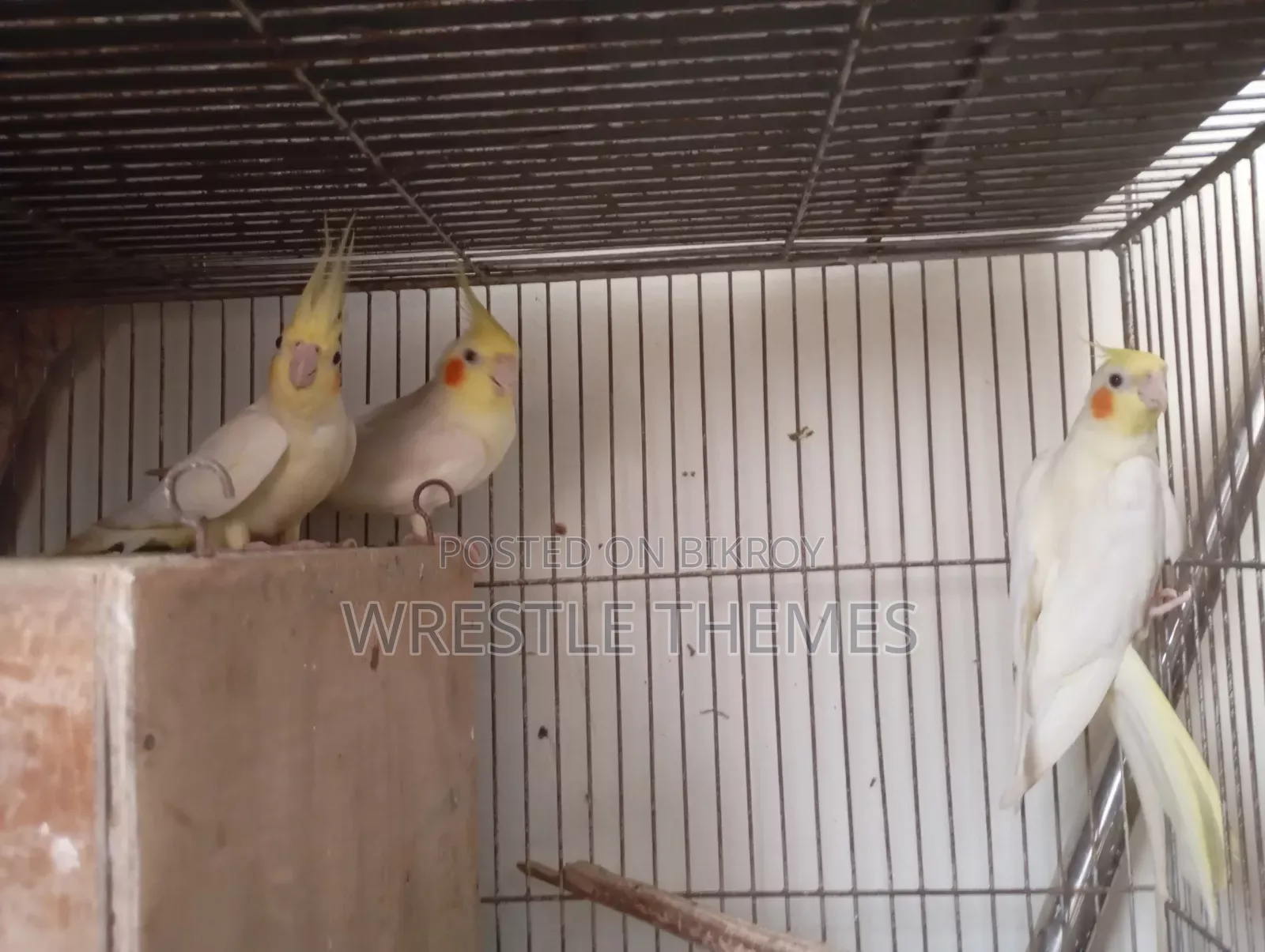 Adult Lutino Cockatiel birds for sale