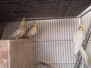 Adult Lutino Cockatiel birds for sale