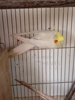 Adult Lutino Cockatiel birds for sale