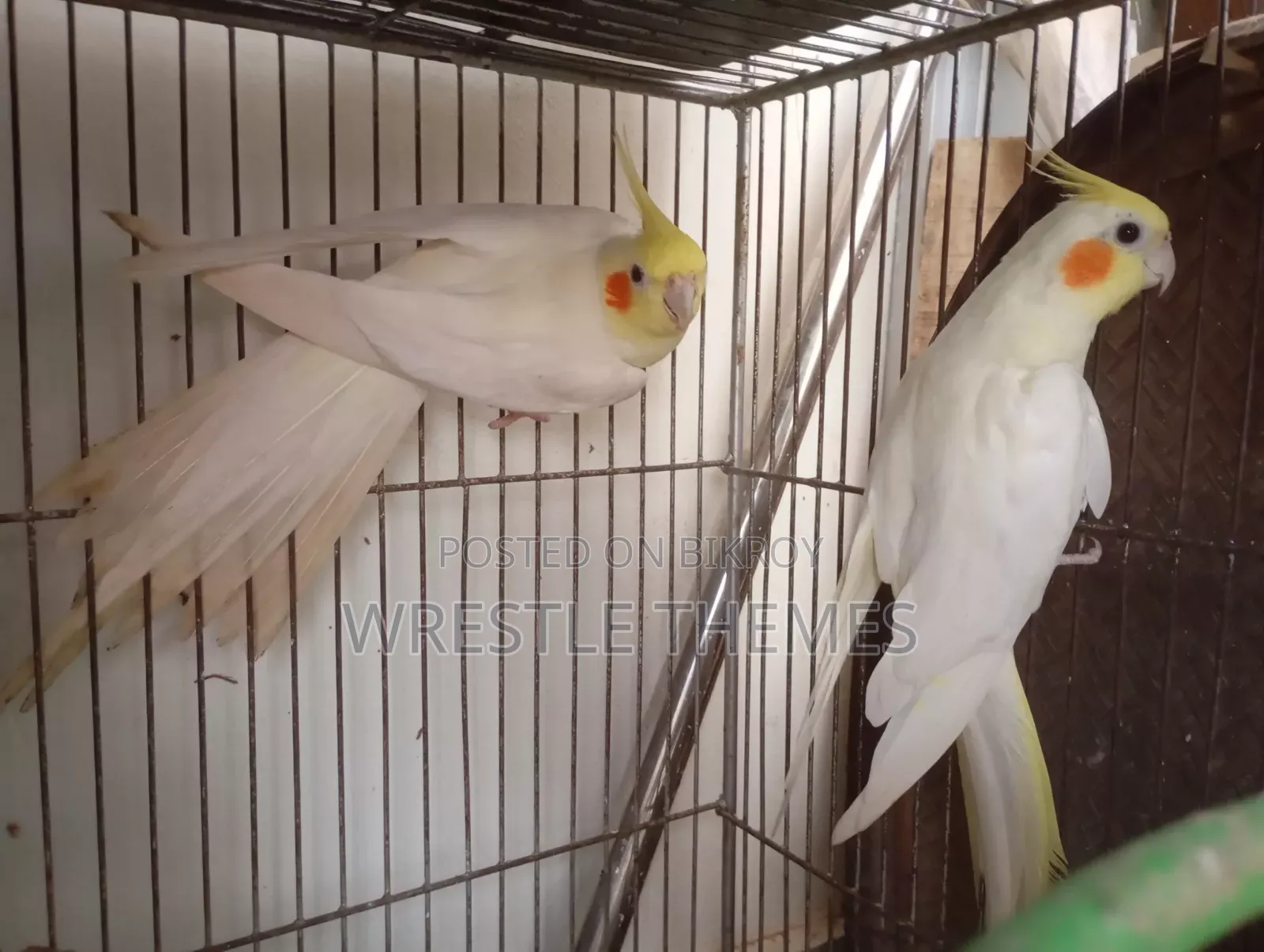 Adult Lutino Cockatiel birds for sale