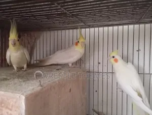 Adult Lutino Cockatiel birds for sale