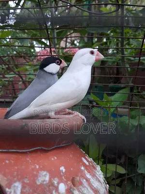 1jora Java Pakhi