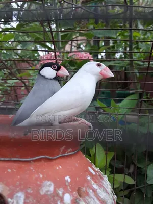 1jora Java Pakhi