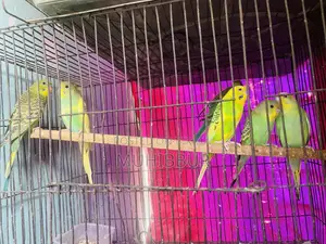 Budgerigar Bird New Adult